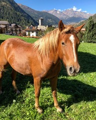 cavallo cavalli criniera alllevamento maneggio cavalcare 