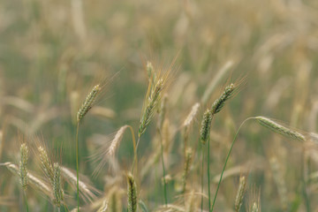 endless wheat field, spikelet of ripened wheat grains sway in the wind on a summer sunny day
