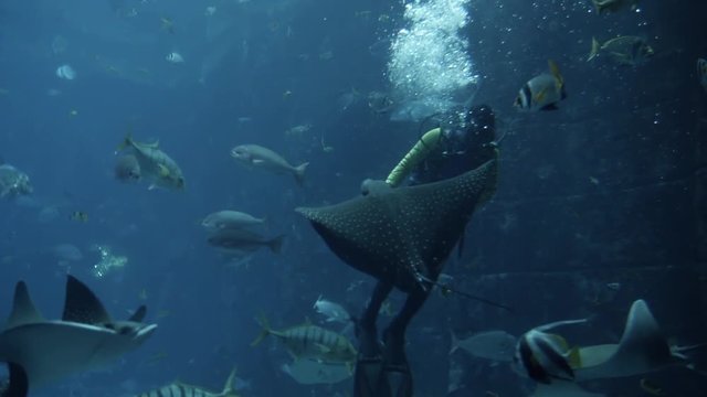 Scuba diver swimming with cramp fish in deep blue water in tank aquarium Exotical fishes fly over camera and around divers View through glass in underwater zoo Slow motion