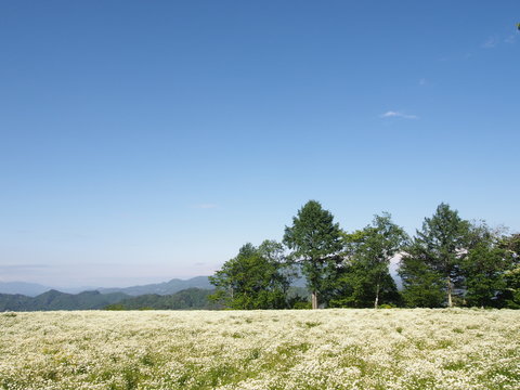 Chamomile field