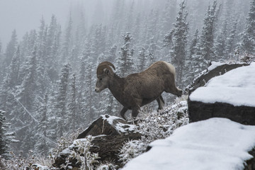 Bighorn sheep Ram