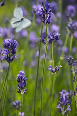 Lavendel und Schmetterling