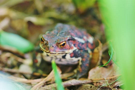 66 件の最適な ガマガエル 画像、ストック写真、ベクター | Adobe Stock