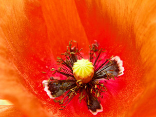 bright poppy flower