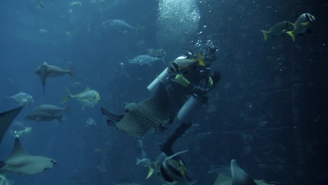 Scuba diver swimming with in deep blue water in tank aquarium Exotical fishes and cramp fish fly over camera and around diver View through glass in underwater zoo Slow motion