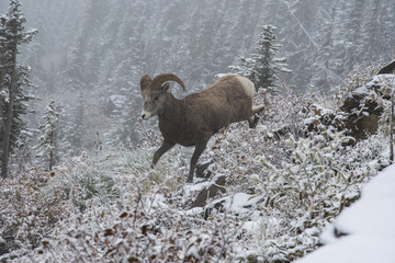 Mountain sheep