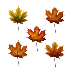 Fototapeta na wymiar Set of autumn maple laves in different autumnal green, yellow, orange, red, brown colors isolated on white background.