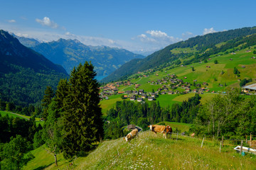 Small herd of cows graze in the Alpine meadow in Switzerland