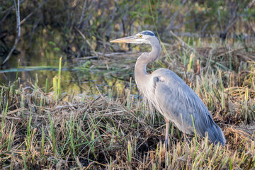 Great blue heron fishing in a swamp area