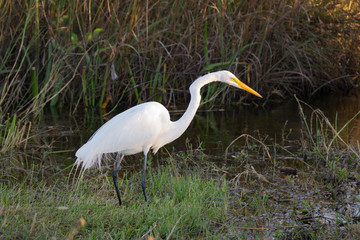 Naklejka premium White ibis fishing in swamp area