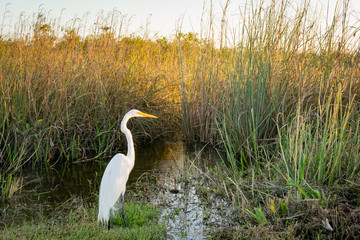 White ibis in swamp