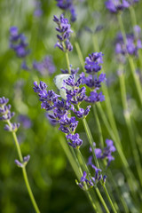 Lavendel und Schmetterling