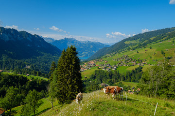 Small herd of cows graze in the Alpine meadow in Switzerland