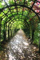 Wooden arbor with branches of grapes in the park