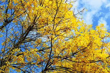 Tree with yellow leaves against a bright cloudy sky