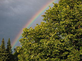Rainbow and trees