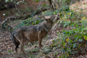 Naklejka na ściany i meble Wolf in Bayerischer Wald National Park, Germany