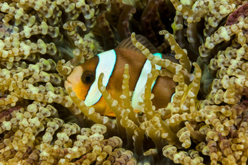 Fototapeta na wymiar clark's anemonefish fish