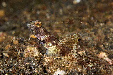highfin shrimpgoby fish