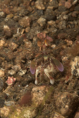 short beak mantis shrimp