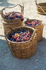 Fototapeta na wymiar Grape Harvester Basket. Autumn. 