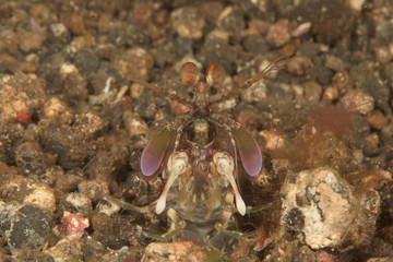 short beak mantis shrimp