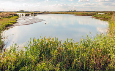 Wide Biesbosch creek with swimming water birds