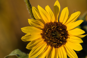 wild sunflower in full bloom