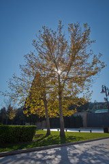 Heart park Yellow tree in autumn . Baku Highland Park . Stairs to Highland Park