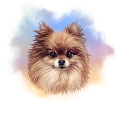Pomeranian. Illustration of a handsome puppy on watercolor background. Cute Spitz. Small Toy Dog Breeds. Hand drawn Portrait. Watercolor Animal collection: Dogs. Good for print T-shirt, banner, card