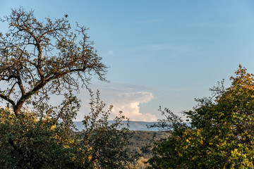 Wolkengebilde und Baum Silhouette mit ähnlicher Form