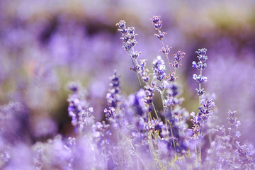 Violet lavender field at soft light effect