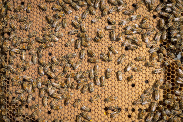 Bees in beehive