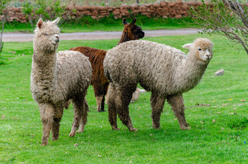Three llamas grazin