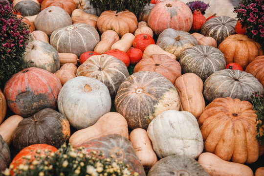 Autumn Harvesting Pumpkins On Farm Bioproducts Patch.