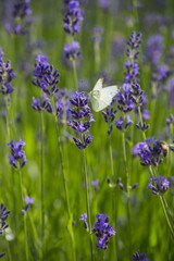 Obraz premium Lavendel und Schmetterling