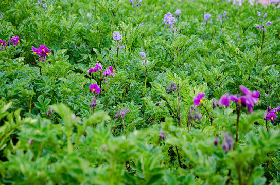 Closed plane of lilac flowers, green leaves and branches