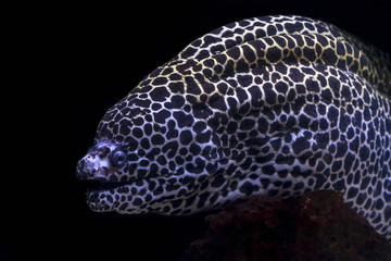 Fototapeta na wymiar Spotted Moray eel on a black background.
