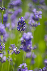 Lavendel und Schmetterling