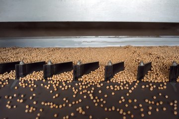 pea seeds jump on the vibrating table of the seed plant before pickling and further sowing into the ground