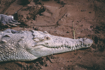 crocodile close up at shore