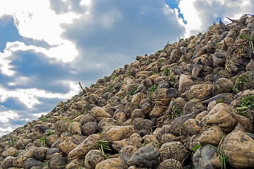 heap of sugar beet harvested in the field at the background of the cloudy sky