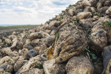 heap of sugar beet harvested in the field at the background of the cloudy sky
