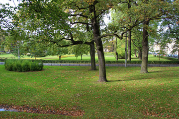 Big trees in the park in autumn