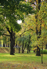 Naklejka premium Big trees in the park in autumn