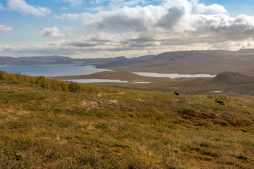 Fototapeta premium Reindeer in Finnish Lapland