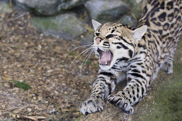 Ocelot, small cat with mouth open roaring