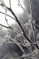 Warm winter