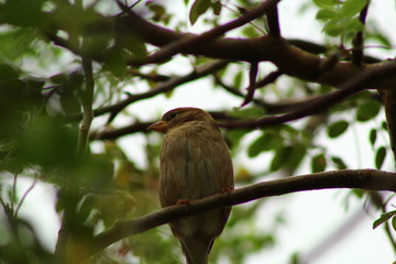 Pájaro 