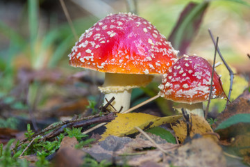 Poisonous red mushrooms